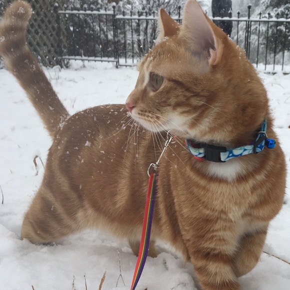 Meet your Posher, Lindsey - Picture 1 of 1